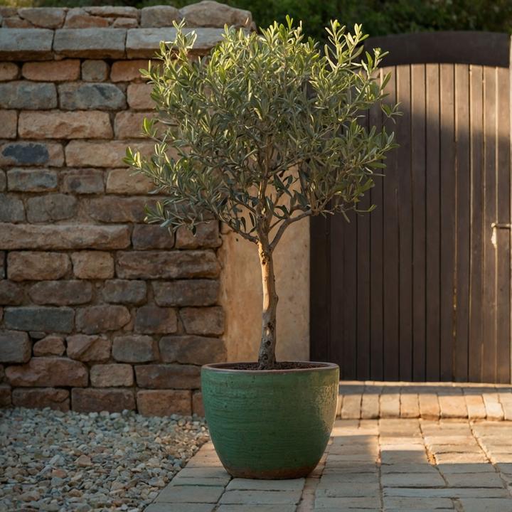 Actual product image Plant in a Box Olea Europaea - Olivenbaum (80 cm)