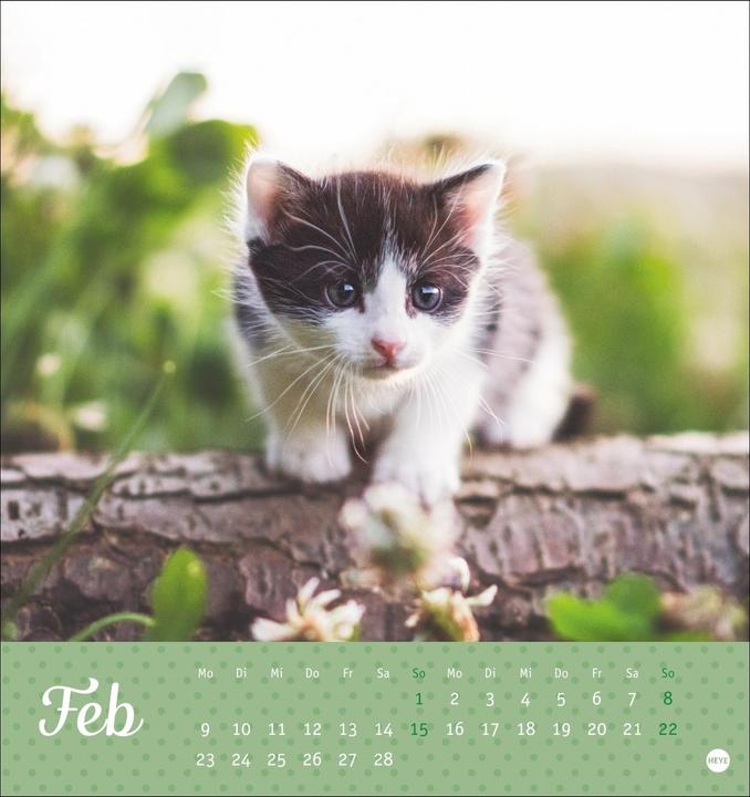 Image du produit Katzen Postkartenkalender Kleine Tiger 2026 (16 x 17 cm, Couverture rigide, Allemand)