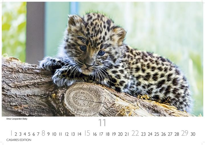 Immagine prodotto Big Cats 2026 S 24x35cm (24 x 35 cm, Tedesco)