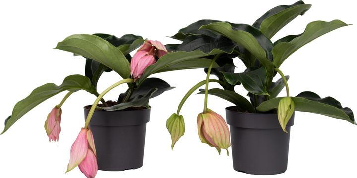 Produktbild Plant in a Box Medinilla Magnifica - 2er Set Rosenmedinilla (40 cm)