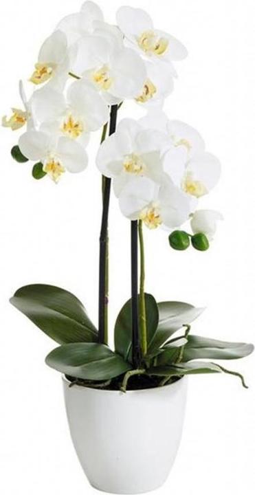 Immagine prodotto Botanic-Haus Phalaenopsis (Orchidea) (54 cm)