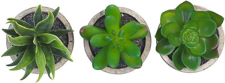 Actual product image Carlo Milano Decorative succulents (15 cm)