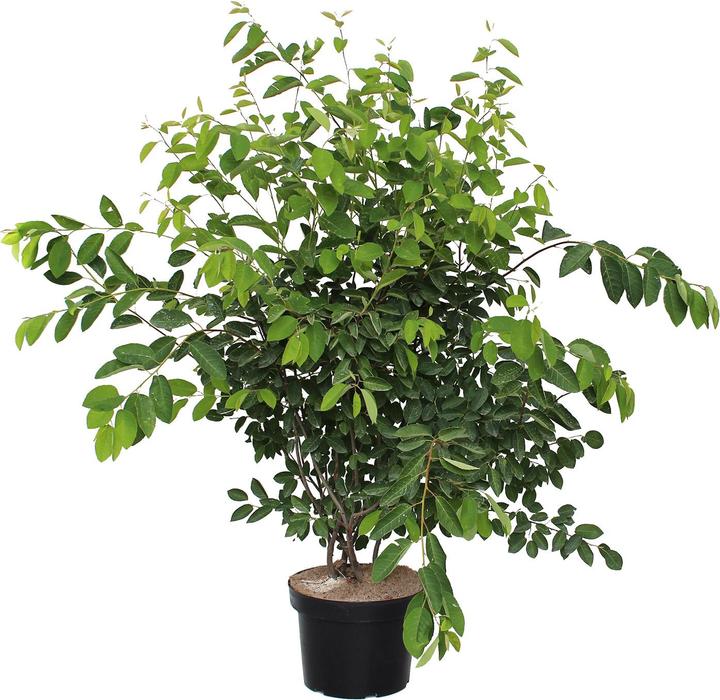 Actual product image Zulauf June berry, Service berry (100 cm)