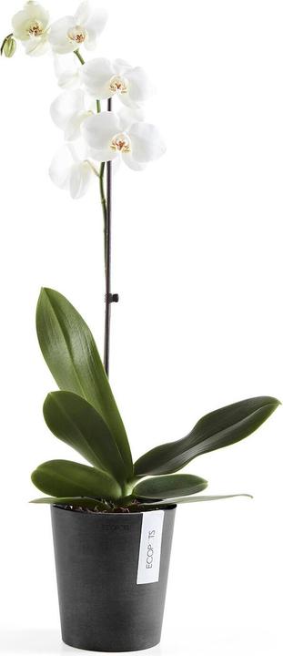 Actual product image Ecopots Morinda (14 cm)