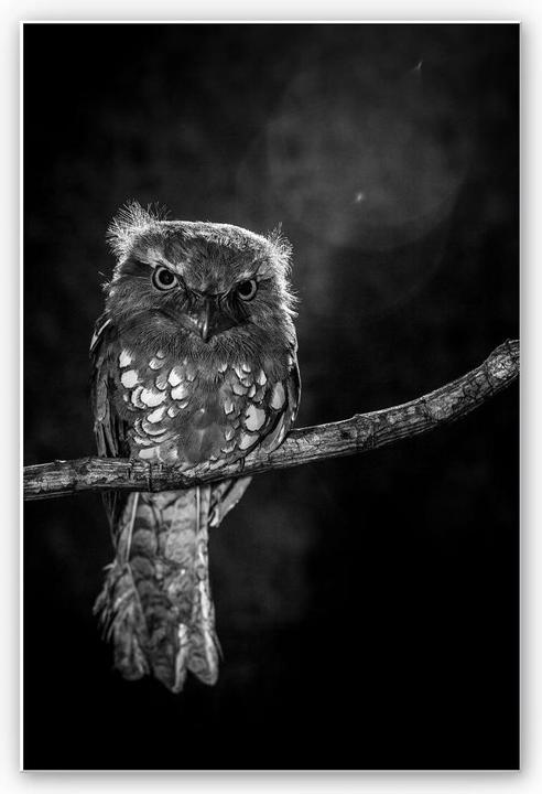 Image du produit Trenddeko Wilianto - Hibou des marais (70 x 100 cm)
