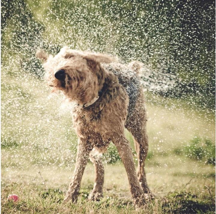 Produktbild Kurgo Mud Dog Hunde-Reisedusche (Hund, 2000 ml)