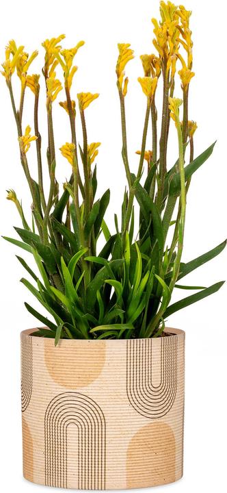 Produktbild Scheurich Blumentopf aus Keramik, Farbe: Arcade, 12 cm Durchmesser, 11 cm hoch, 1 l Vol. (12 cm)