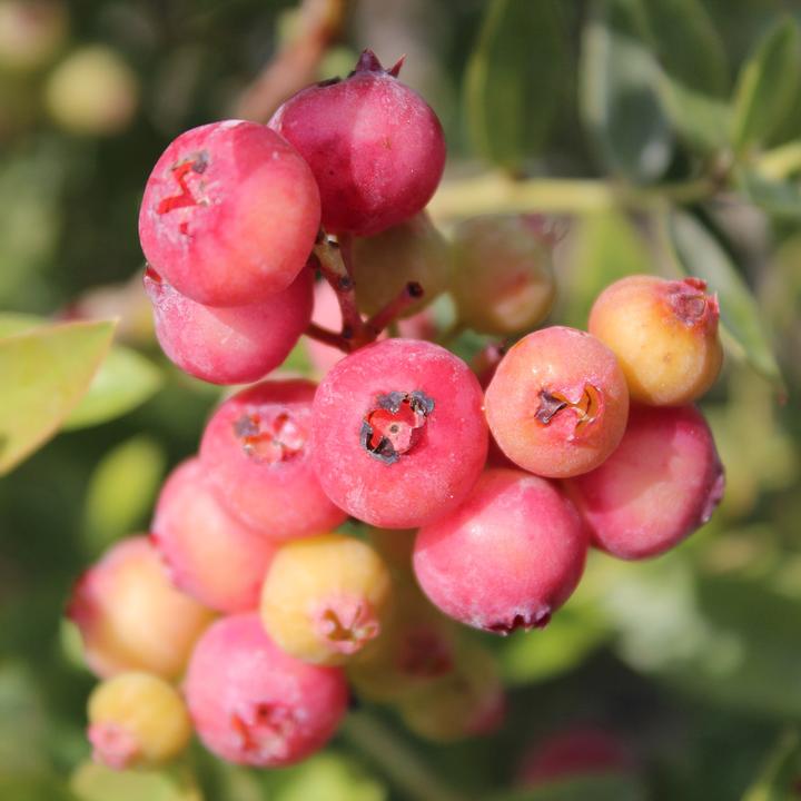 Produktbild Zulauf Kultur-Heidelbeere / Vaccinium corymbosum 'Pink Lemonade'® (50 cm)