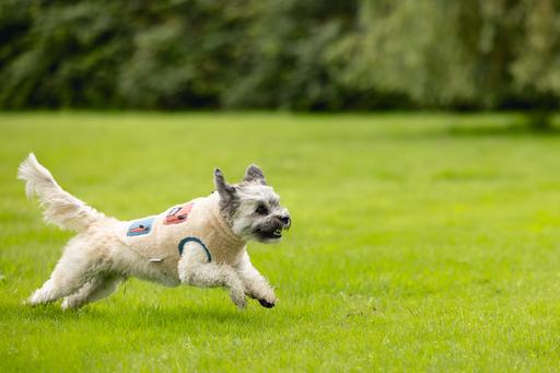 Actual product image Beeztees Dog coat Teddy (XXL, Dog jumper)