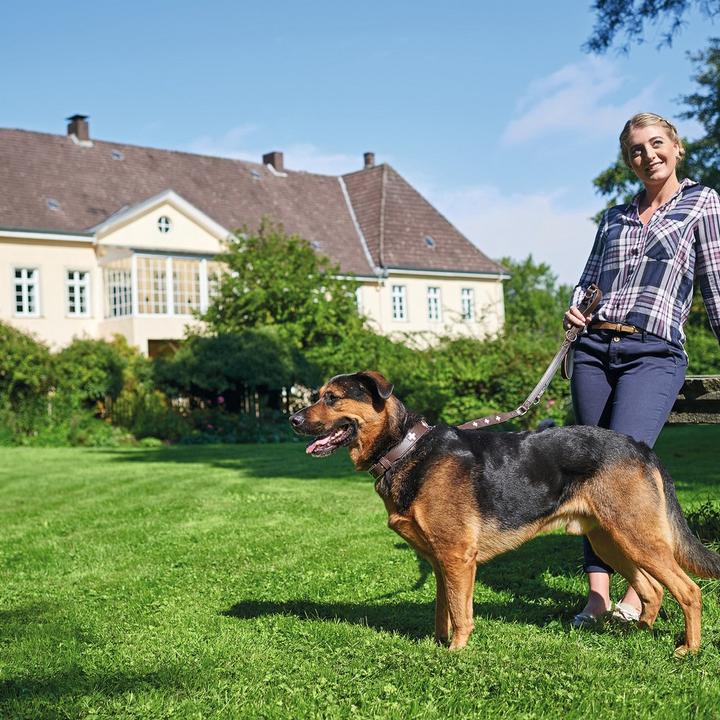 Immagine prodotto Hunter Collare in vera pelle svizzera (35, Cane)