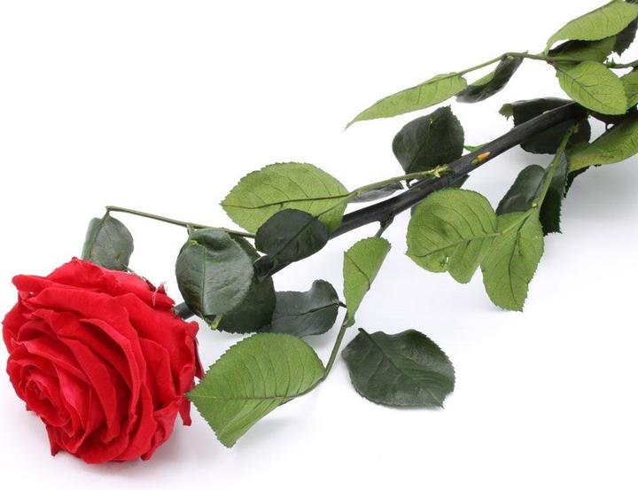 Produktbild TOP Ewig blühende Rose (Trockenblumen)