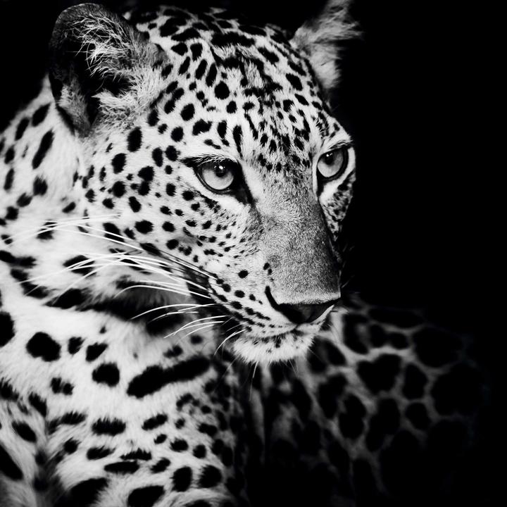 Actual product image Eibert Visual Leopard (40 x 40 cm)