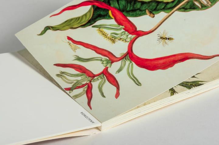Image du produit Set de cartes postales Maria Sibylla Merian (20 pcs)
