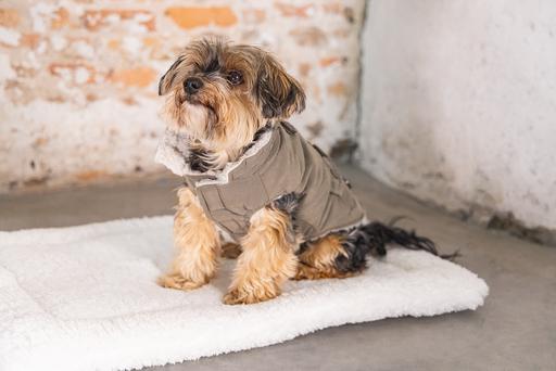 Actual product image Designed by Lotte Dog coat Philos (XS, Dog coat)