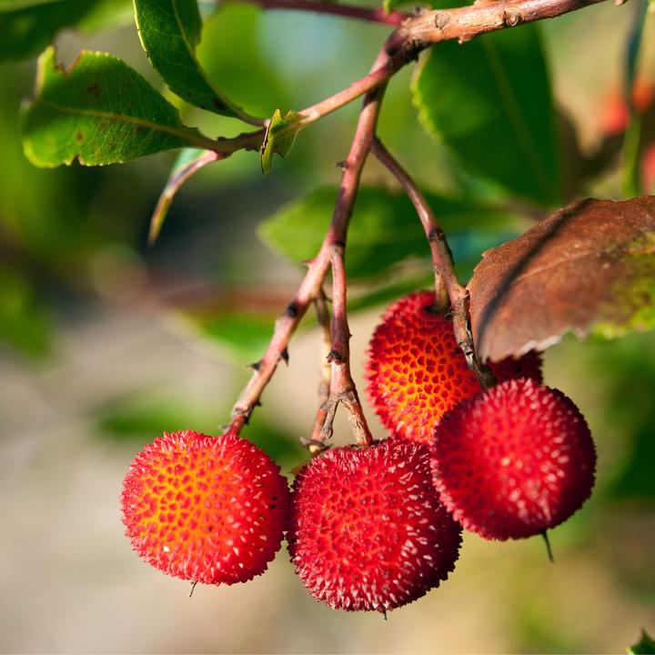 Image du produit Plant in a Box Arbutus Unedo - Set de 3 arbousiers (25 cm)