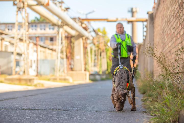 Image du produit Julius-K9 Mantrailing & Outdoor Harnais pour chiens de service (L, XL, Chien)
