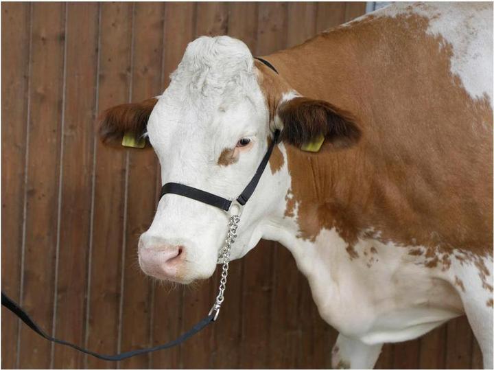 Kerbl Licol de démonstration en nylon