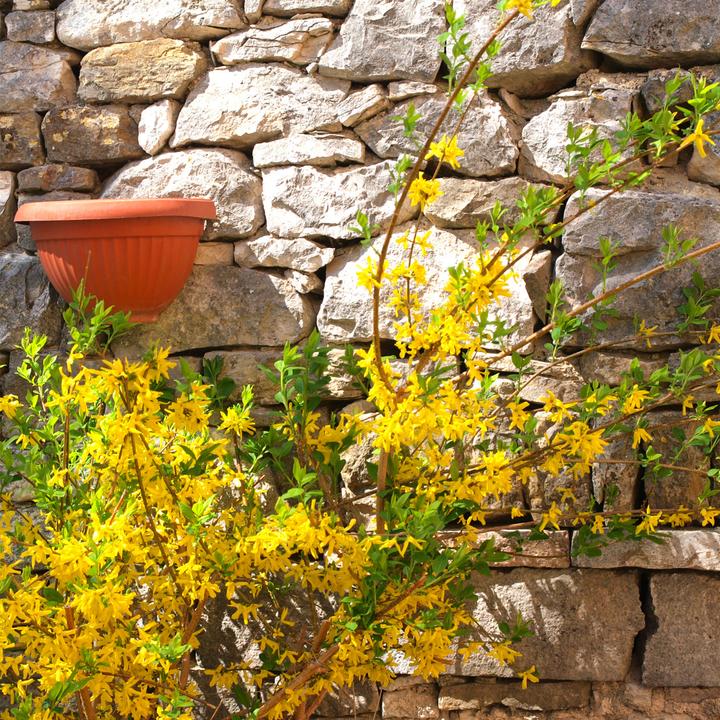 Actual product image Plant in a Box Forsythia intermedia 'Minigold' - Set of 4 Forsythia (25 cm)