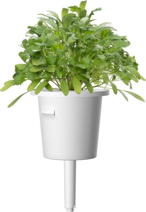 Image du produit Click and Grow Cress (Graines de légumes)
