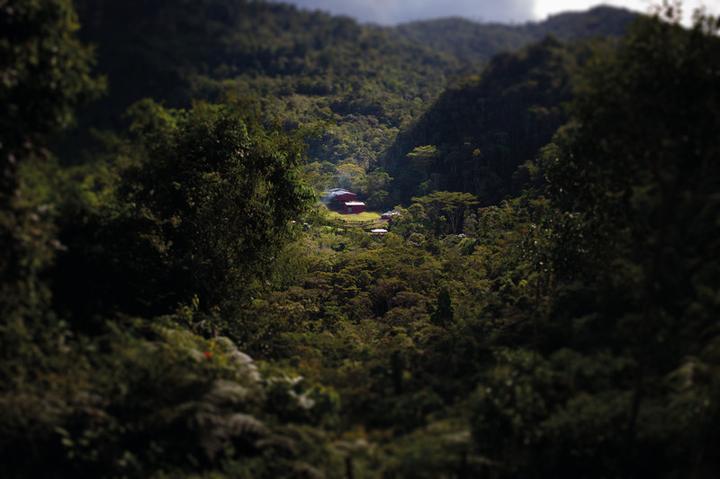 Actual product image Tropical Mountains Mafioso (1000 g, Dark roast)