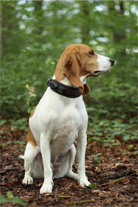 Actual product image Niggeloh Collar DeLuxe (XXS, Dog, General)