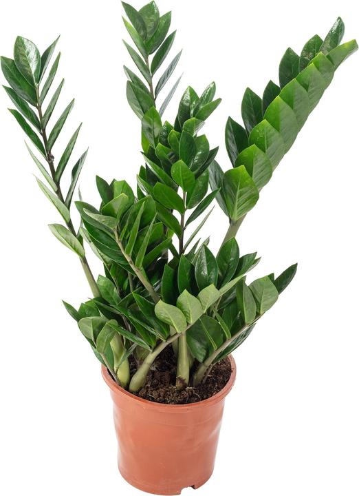 Immagine prodotto Flowerbox Piuma fortunata - Zamioculcas zamiifolia (55 cm)
