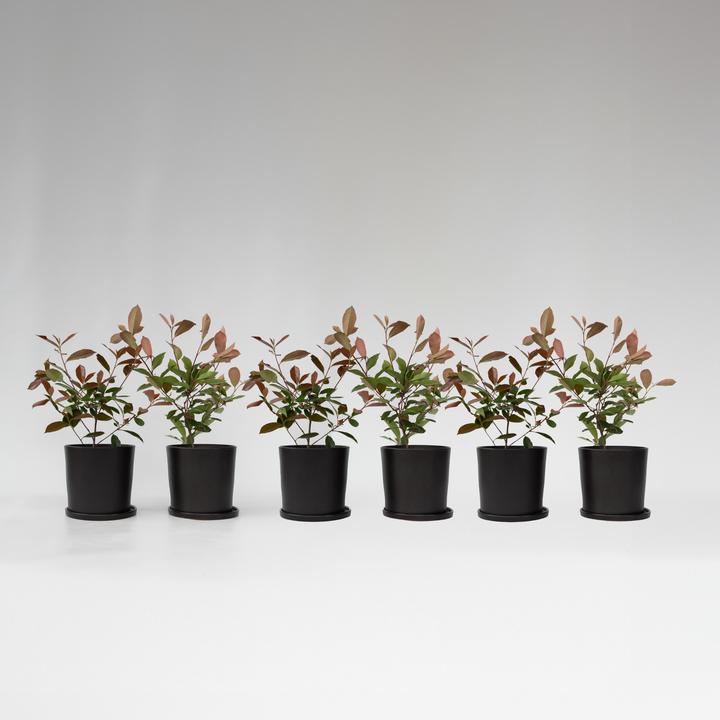 Actual product image Plant in a Box Photinia fraseri Red Robin - set of 6 loquat plants (30 cm)