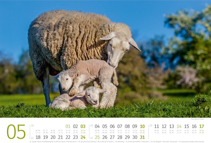 Produktbild Schafe Kalender 2026 (45 x 33 cm, Harter Einband, Deutsch, Französisch, Italienisch, Englisch)
