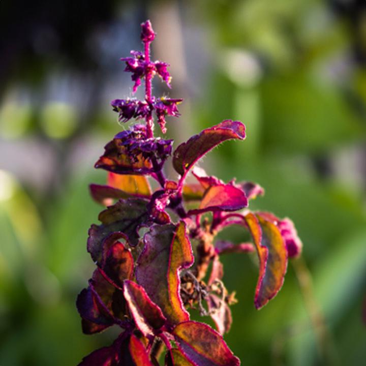 Produktbild Tropica Rotes Königsbasilikum Krishna Tulsi ( Ocimum sanctum ) (Kräutersamen)