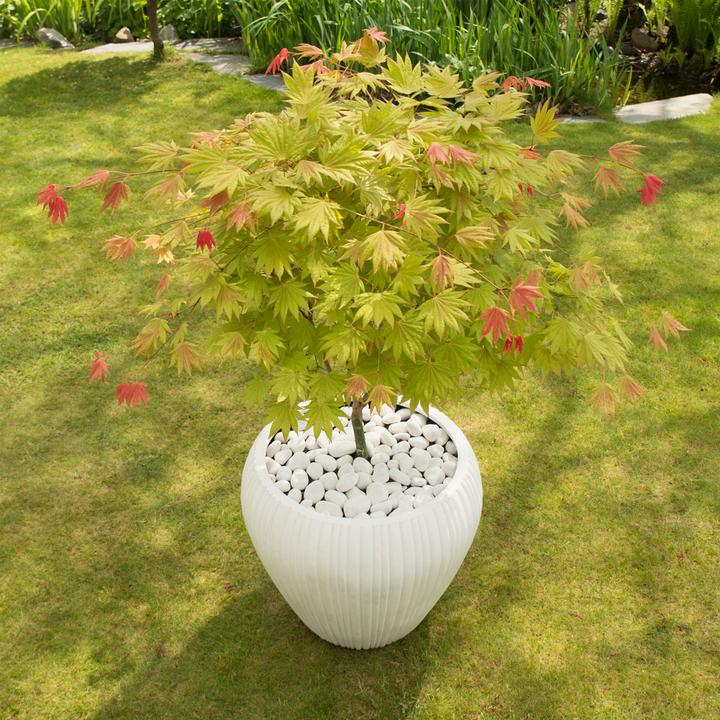 Image du produit Plant in a Box Acer palmatum 'Moonrise' - Érable à feuilles d'érable (40 cm)