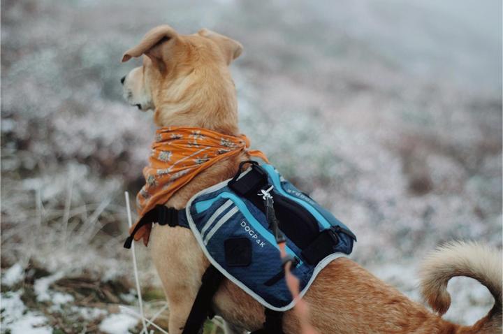 Actual product image Dogpak Moab Lite Hunderucksack L (L, Dog boots)