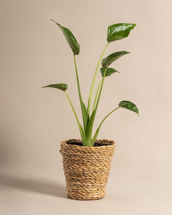 Immagine prodotto feey Alocasia 'Tiny Dancer' (40 cm, Appena rinvasata)