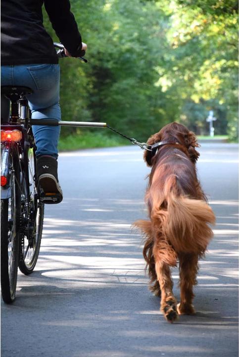 Immagine prodotto Dobar In più (Taglia unica, Cane, Passeggiare, Moto)