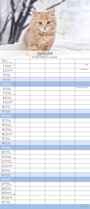 Produktbild Alpha Edition Familienplaner Kätzchen 2025, 19,5x45cm, Familienkalender mit 5 Spalten für (19.5 x 45 cm, Harter Einband, Deutsch)