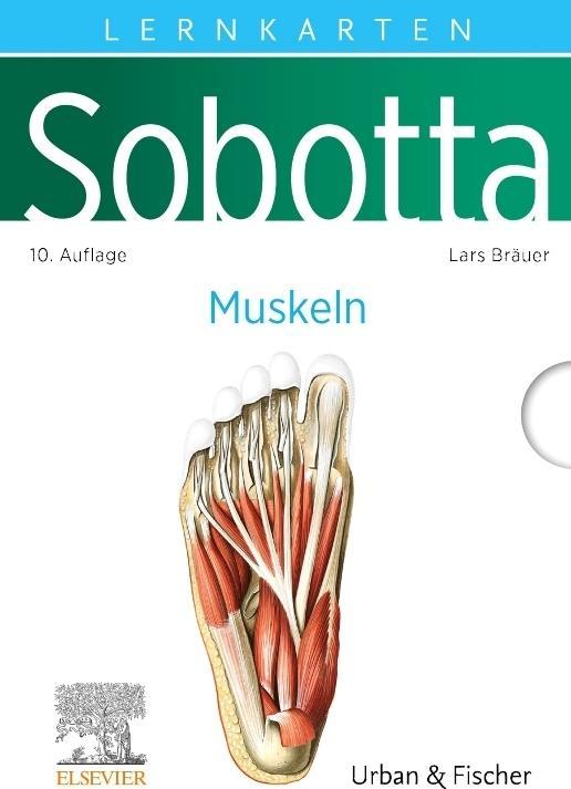 Actual product image Bräuer:Sobotta Lernkarten Muskeln (German, Lars brewer, 2024)