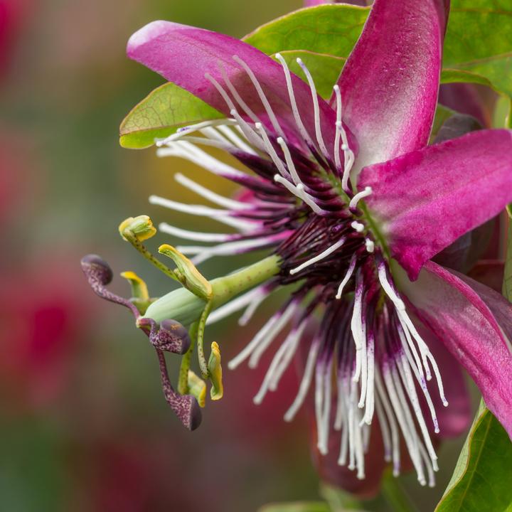 Actual product image Plant in a Box Passiflora x violacea 'Victoria' - set of 2 passion flowers (110 cm)