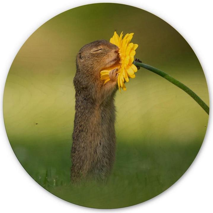 Actual product image Trenddeko van Duijn - Gopher smells flower (Ø 30 cm)