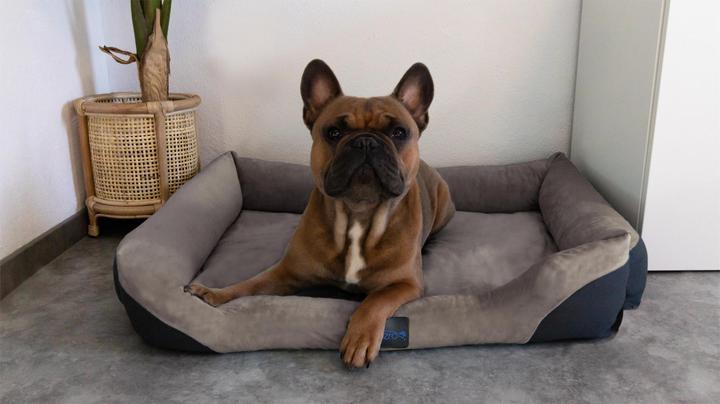 Actual product image Aspero Dog Bed Hanko - 8611 (Dog)