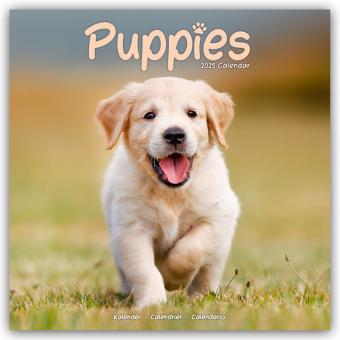 Produktbild Avonside Publishing Ltd.:Puppies - Welp (305 x 305 mm, Deutsch)