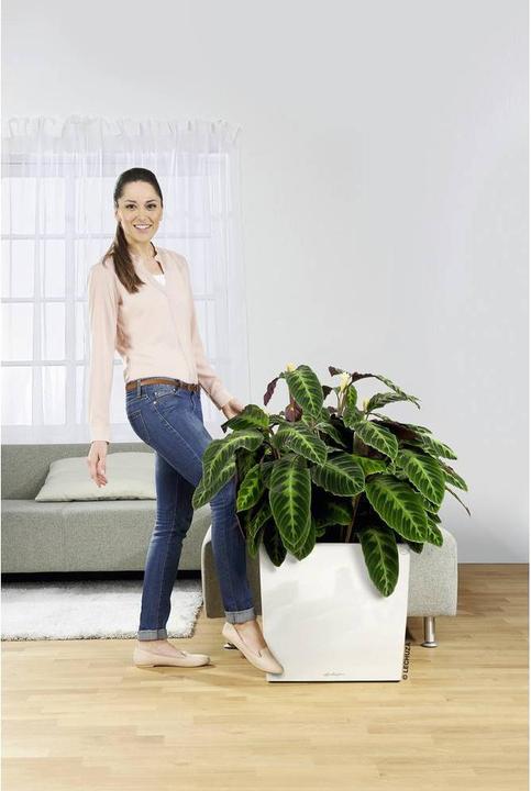 Produktbild Lechuza Rolluntersatz, CLASSICO 50, QUADRO 50, CUBE 40, CURSIVO 40, CANTO 40