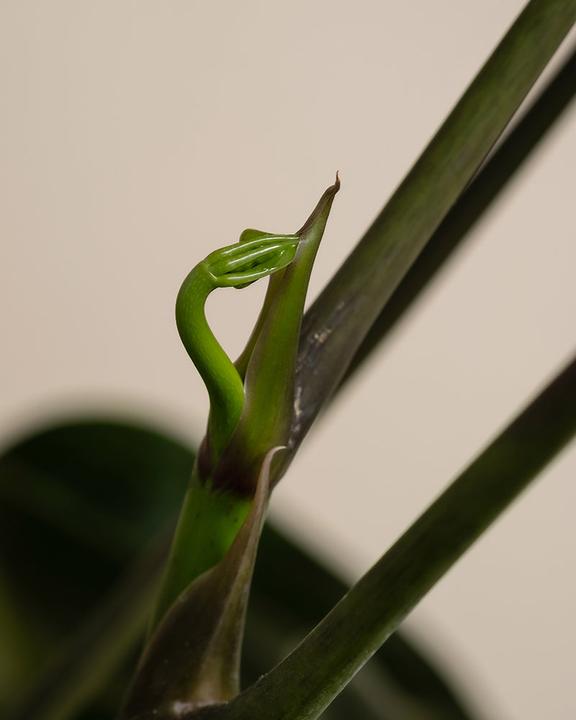 Immagine prodotto feey Schefflera amate (105 cm, Appena rinvasata)