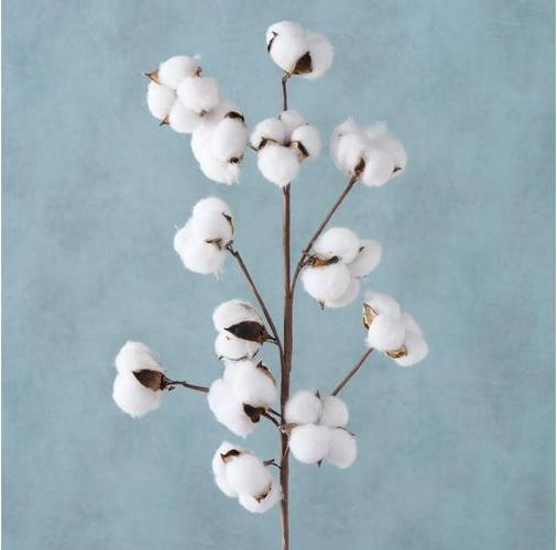 Produktbild Boltze Home Baumwolle (68 cm)