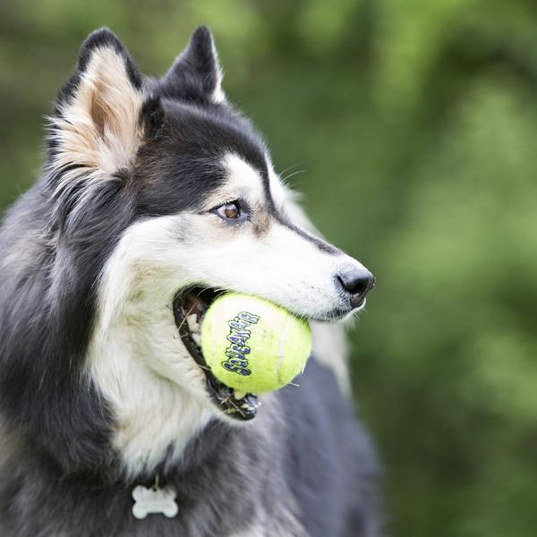 Produktbild KONG AirDog Squeakair Ball (Ballspielzeug Hund)