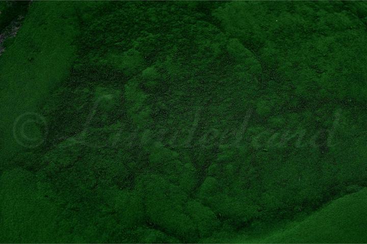 Produktbild Lunderland Sonnen-Chlorella (Adult, 1 Stk., 100 g)