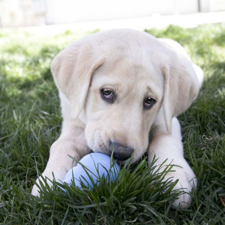Produktbild KONG Puppy (Welpenspielzeug)