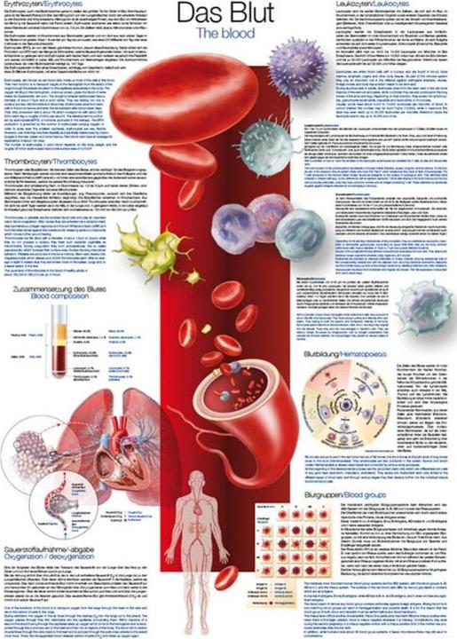 Image du produit Erler Zimmer Planche pédagogique Le sang, 70x100cm