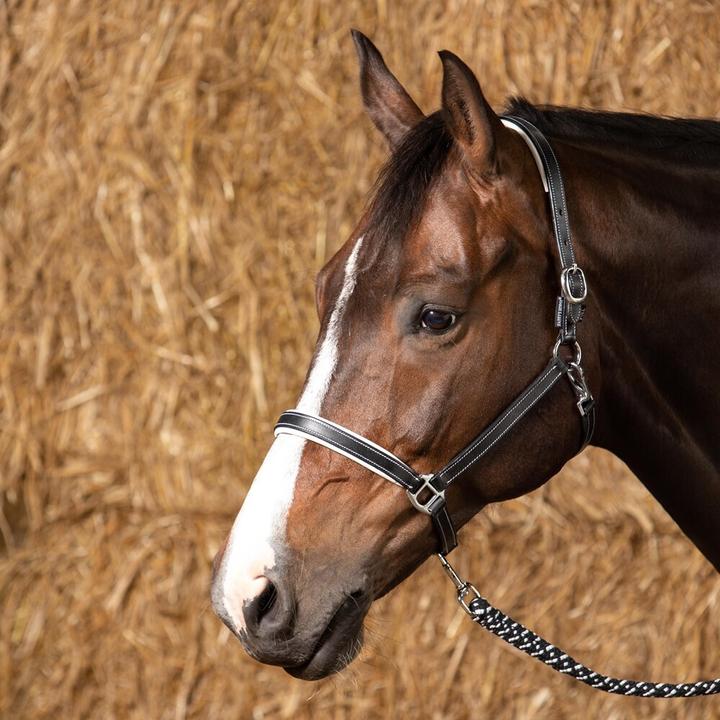 Image du produit Harry's Horse Elegance