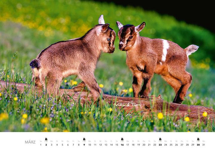 Produktbild Tierkinder auf dem Bauernhof Kalender 2025 (Harter Einband, Deutsch)