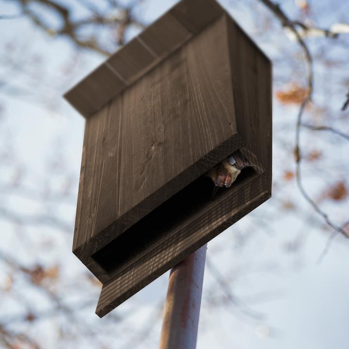 Actual product image Relaxdays Bat box
