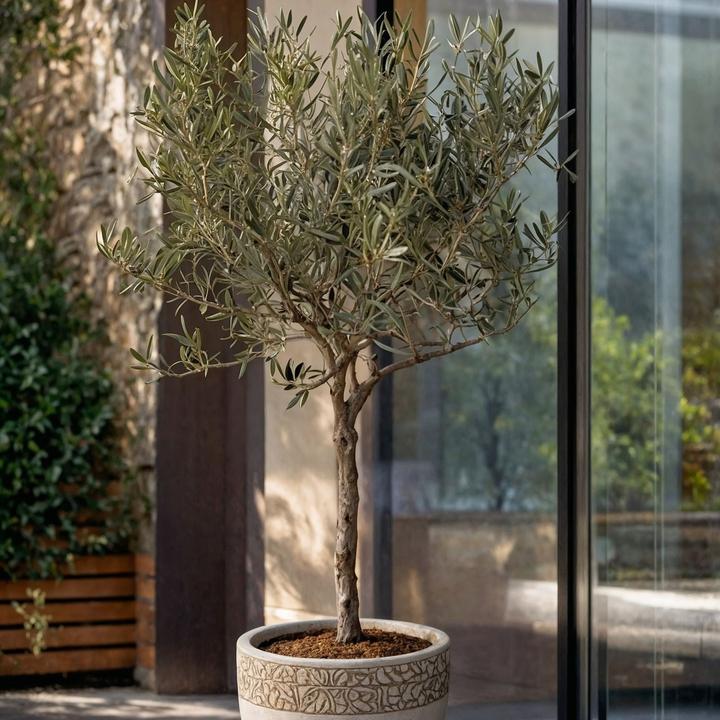 Actual product image Plant in a Box Olea Europaea (45 cm)